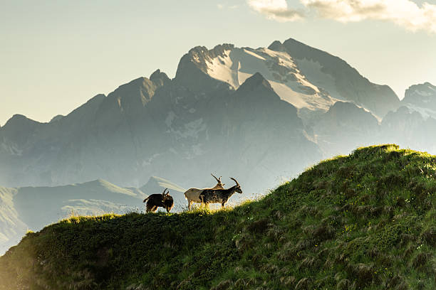 istock Majestic ibex in alpine Dolomites mountains during golden hour light 2223496879