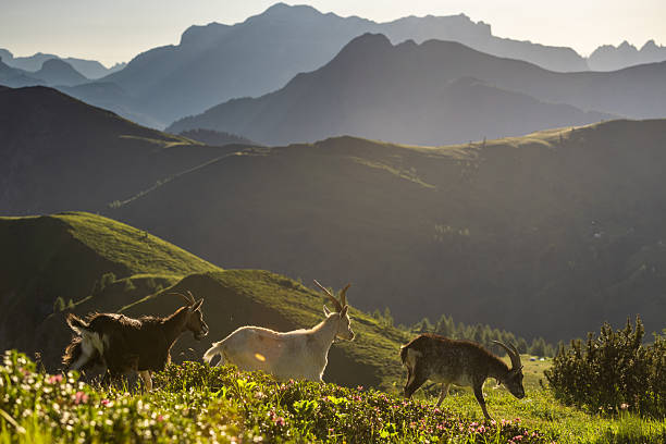 Ibex at peace on alpine ledge in Italian Dolomites mountains.