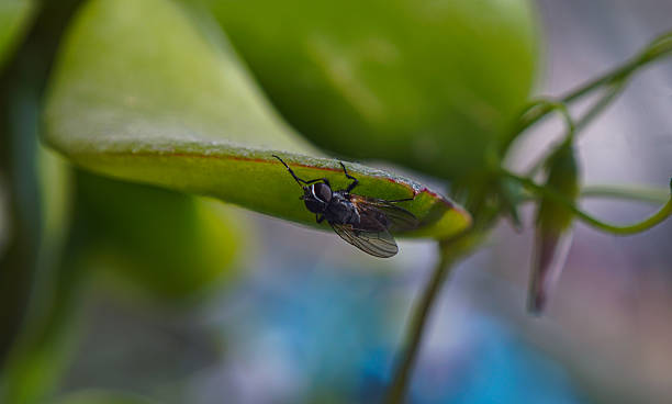 istock A large fly on a flower petal 2223498538