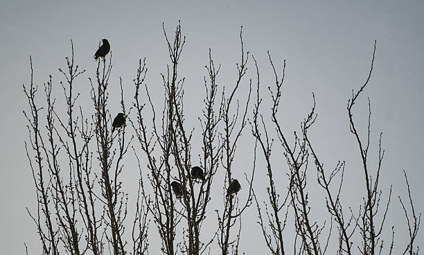 istock The birds landed on a tree branch 2223499350
