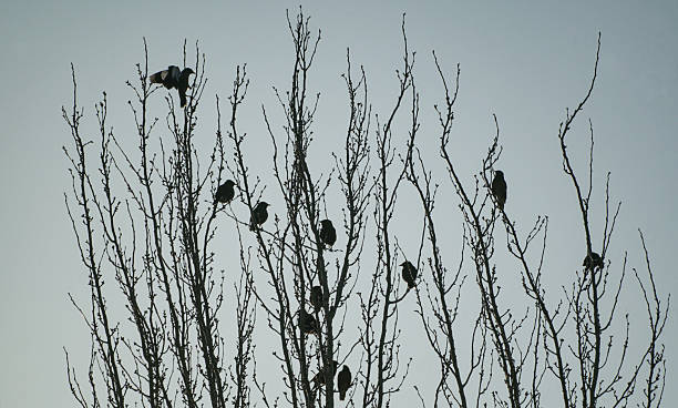 istock The birds landed on a tree branch 2223499437