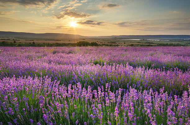 istock Meadow of lavender at sunset 2223500699