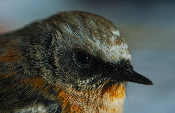 Small yellow bird, the bird can not fly y slightly injured