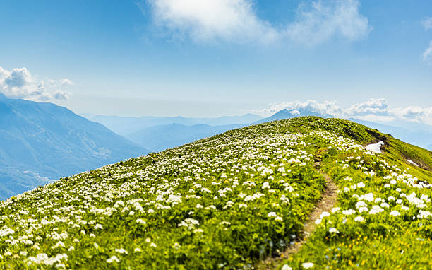 Vivid wildflowers adorn a lush hilltop meadow, framed by a panoramic view of distant mountains under a vibrant sunny sky. This picturesque scene evokes tranquility, natural beauty, and the serenity of outdoor landscapes.