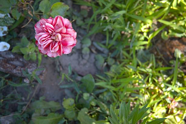 Close-up of a single pink rose in full bloom on a textured soil background, bathed in soft natural light filtered through its petals and leaves