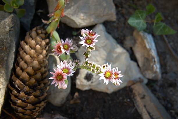 Rock garden with flowers close up.