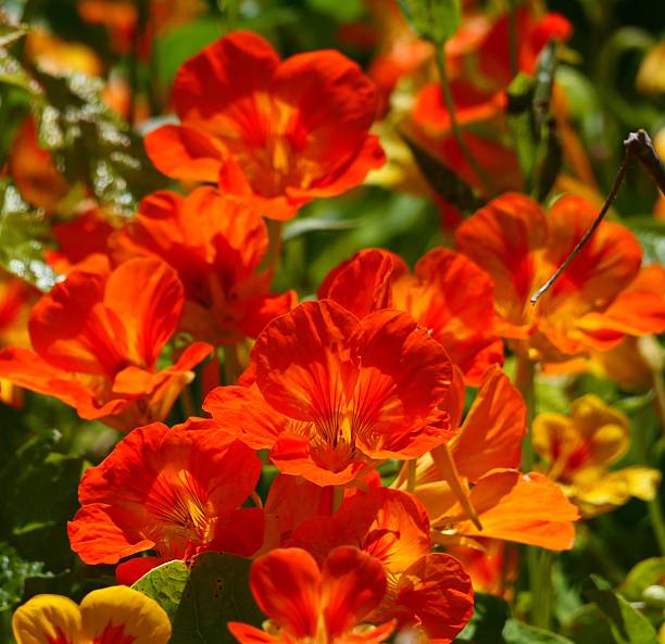 Red and yellow flowers in vase on the street.
