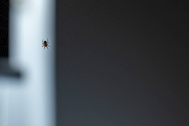 Detailed view of a tiny brown spider meticulously positioned on its finely spun spiderweb, capturing the detailed structure and fragile balance of its natural environment