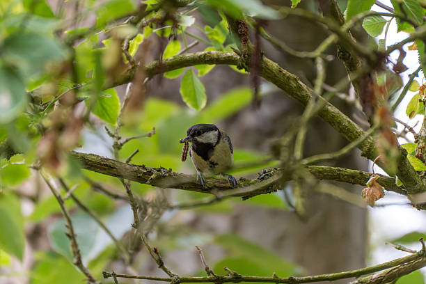 istock A great tit grips a branch with a caterpillar in its mouth. 2223507125