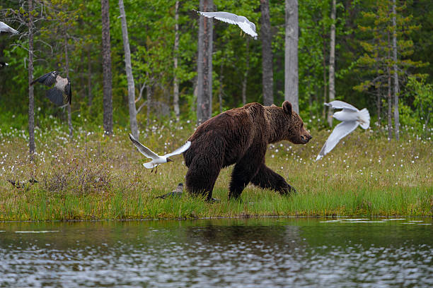 Brown bear walking through lush grass near a serene river in a finnish forest, while birds swoop around, attempting to snatch food from the bear