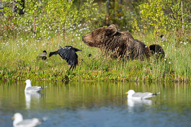 Brown bear resting beside a serene pond, surrounded by flying birds and swimming seagulls, creating a tranquil wildlife scene in the heart of nature's untouched beauty