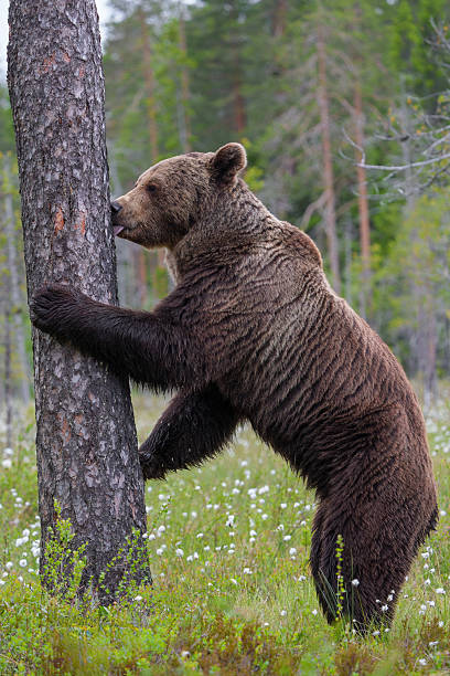 Brown bear in green summer forest behind a tree on a cloudy day