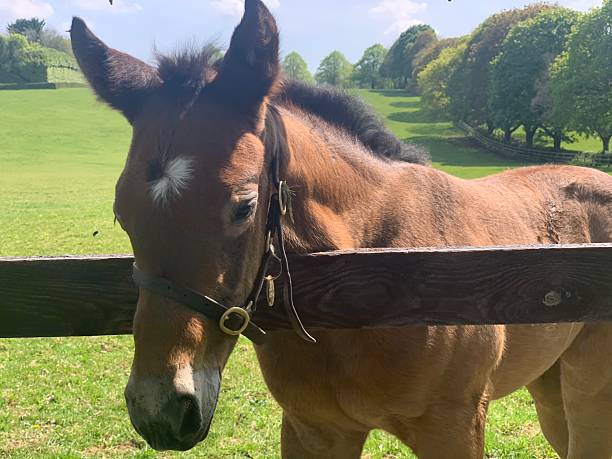 istock Young foal looking through the fence 2223508158