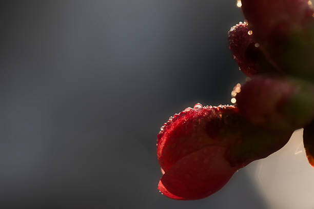 Macro of a pink gerbera flower with water droplets.