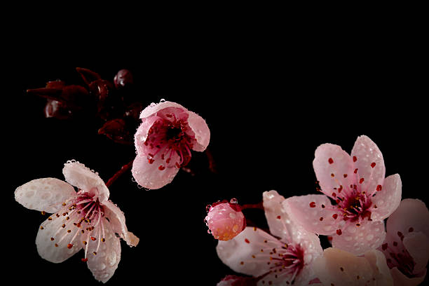 istock Flower macro photo. Nature background. 2223508816