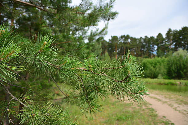 Close-up view of a pine tree branch in a summer forest