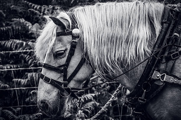 A Haflinger plough horse, black and white image.