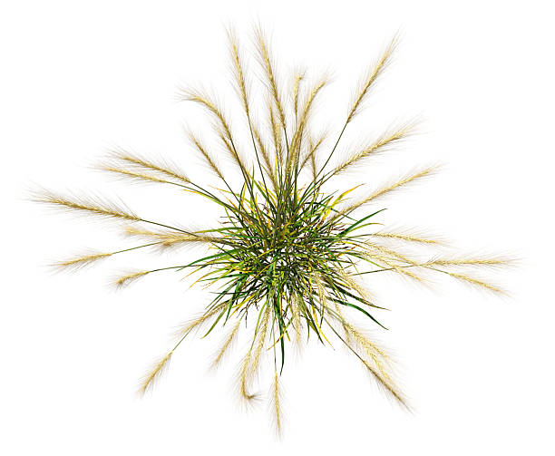 istock Top view perspective of flowery grass clipart on white backgrounds 3d render 2223513936