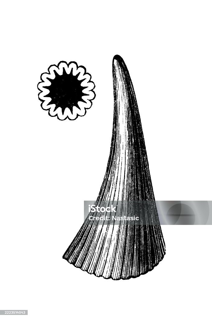 Arago Tooth Archegosaurus Tooth Stock Illustration - Download Image Now - 19th ...
