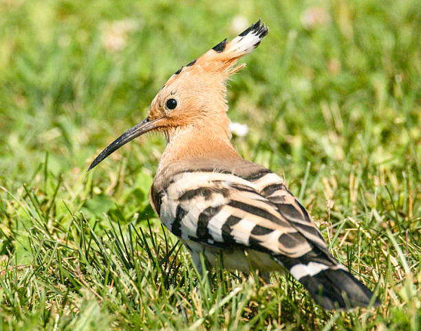 Eurasian Hoopoe, Upupa epops - Hoppen (Upupidae)