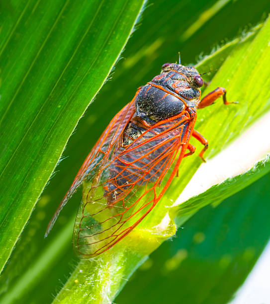 istock closeup huge cicada sit on the corn stem, summer wild animal scene 2223517126