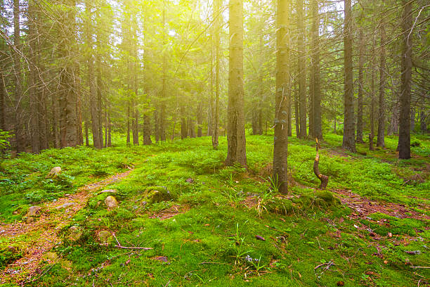 istock green forest glade at the summer sunny day 2223517147