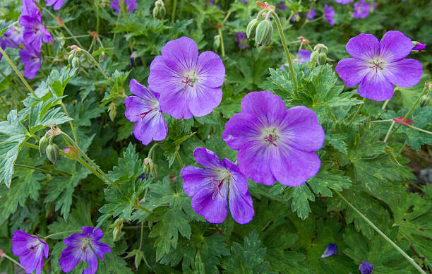 istock Flowerbed of hardy geraniums (cranesbill) 2223517437
