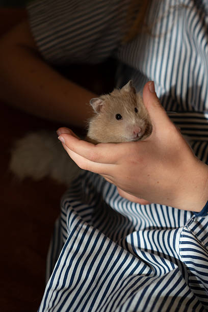 istock Syrian hamster in the hands 2223517926