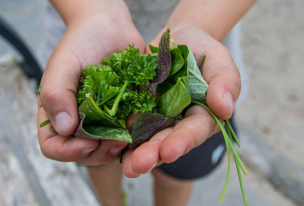 istock Children's hands holding fresh herbs 2223517933