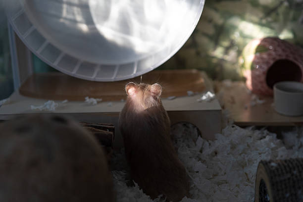 A 9-year-old Asian girl is playing with a hamster on the grass. Children all like mini and cute little hamsters. They have become popular pets in recent years.