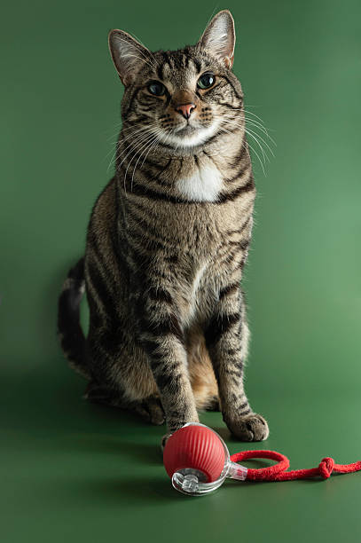 istock Handsome Tabby Cat Portrait Against Emerald Background 2223518797