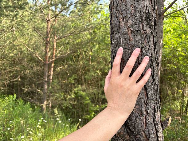 istock Close-up of human hand touching tree bark in green summer forest 2223519905