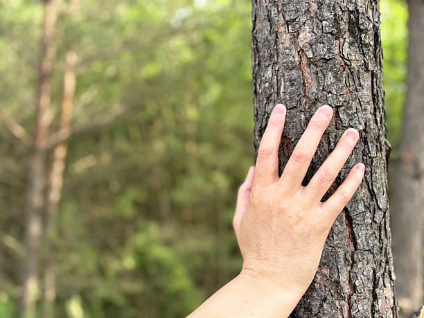 istock Close-up of human hand touching tree bark in green summer forest 2223519911