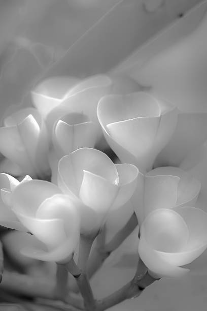 istock Concept Photo: Soft Flower Flower with Black and White Style, Wedding Makeup and Decoration 2223520441