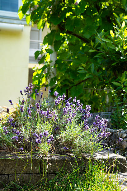 istock Blooming lavender in the garden 2223521902