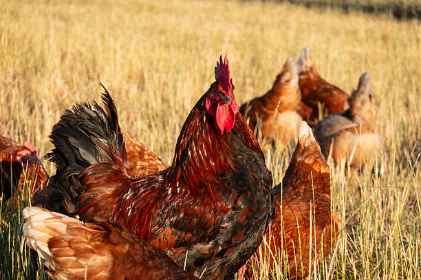 Proud rooster standing among free-range hens on summer pasture