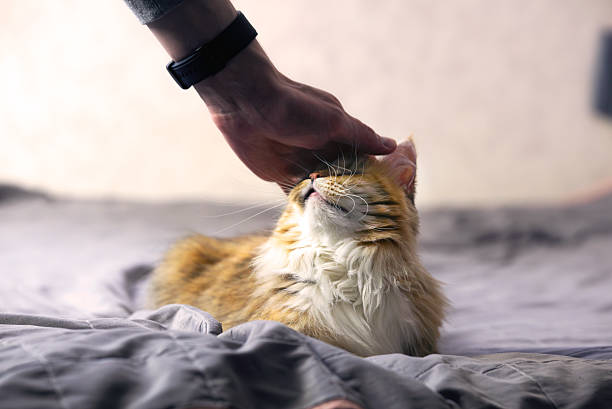 istock A man is stroking a cat lying on the bed. 2223526457