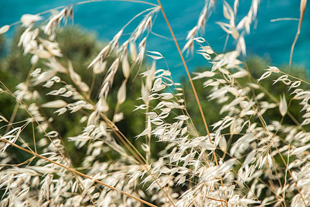 Golden wild oats sway gently with the sea breeze against a turquoise sea waters as natural background closeup
