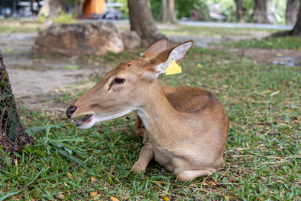 istock A young deer stands on the green grass, looking towards the camera. 2223528097