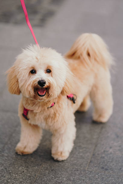 istock Cute, cheerful, ginger Cavapoo or Cockapoo running barking down the street. A hybrid breed of Cocker Spaniel and Poodle. 2223528554