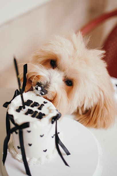 istock Cute, cheerful, ginger Cavapoo or Cockapoo dog eating cake celebrating birthday. A hybrid breed of Cocker Spaniel and Poodle. 2223528568