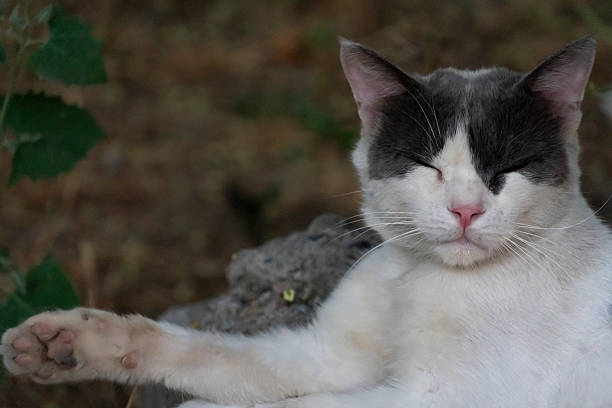 Close-up of a relaxed white and gray cat reaching out its paw, eyes closed against a blurred greenery and stone background