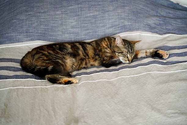 istock A cat sleeping on a bed. A sleeping cat. A tortoiseshell cat sleeping on a bed. 2223533349