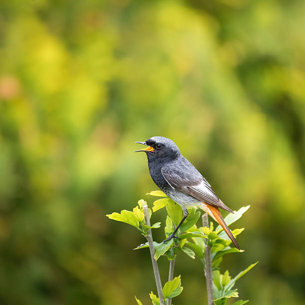 istock Common Redstart Male Portrait. 2223533602