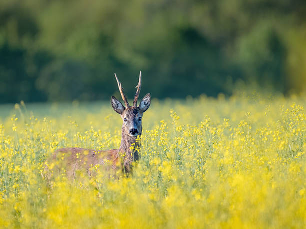 istock Roe deer buck standing on a flowery rape field with yellow flowers 2223533643