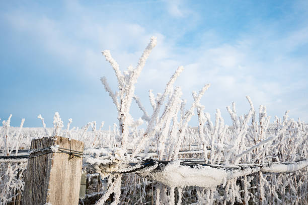 winter hilly landscape - trees covered with snow