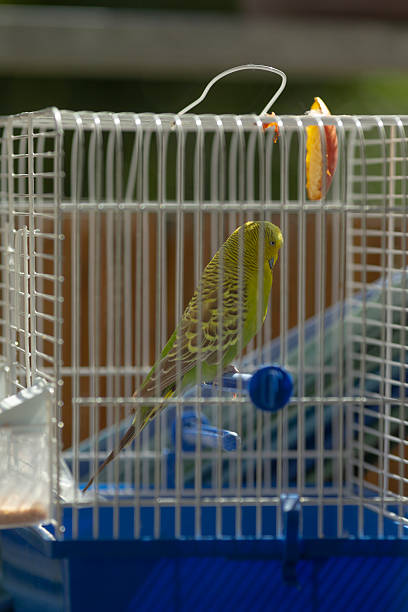 istock A colorful bird is sitting inside a cage with a blue tray 2223534056