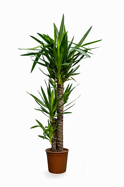 istock Yucca in a cachepot, isolated on a white background 2223534693