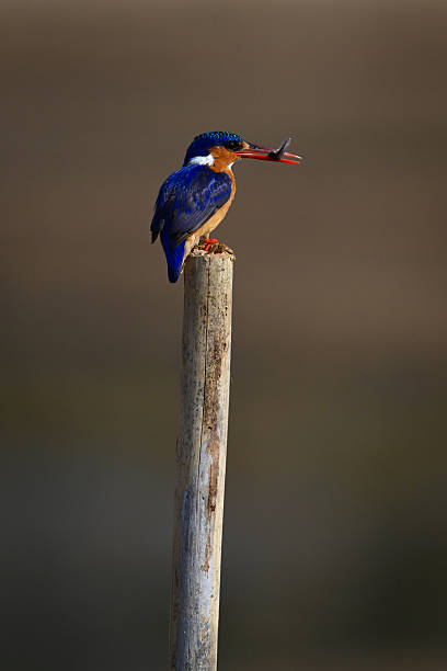 istock Malachite kingfisher carries insect on sawn-off post 2223536342