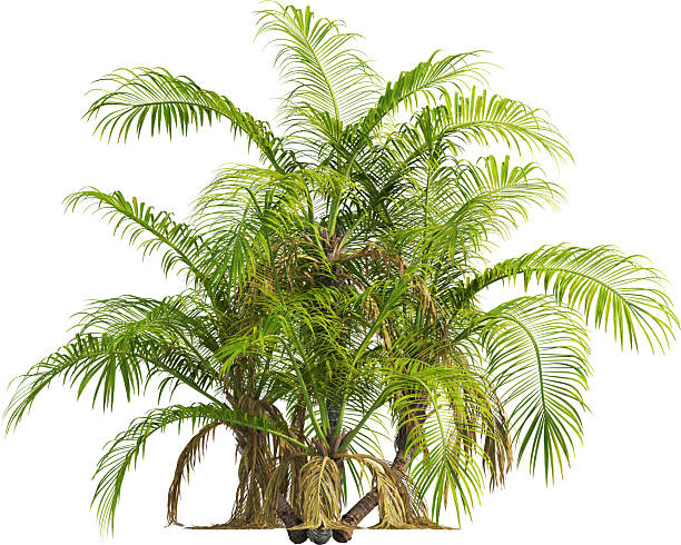 istock Side view of Palm Tree - Laccospadix Australasica 2223537375